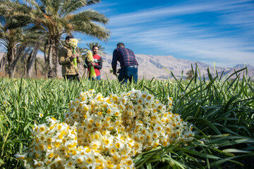 نرگس زار خفر در استان فارس