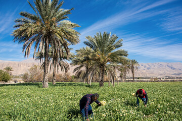 نرگس زار خفر در استان فارس