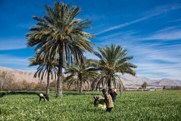 نرگس زار خفر در استان فارس