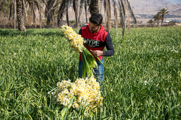 نرگس زار خفر در استان فارس