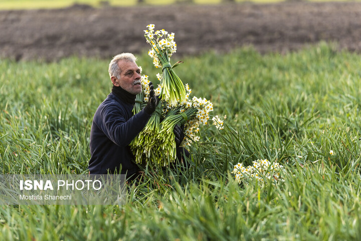  سالانه ۴ میلیون شاخه نرگس در بوشهر تولید می‌شود