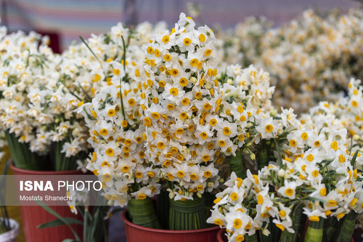 برگزاری هفتمین جشنواره گل نرگس شهرستان خفر