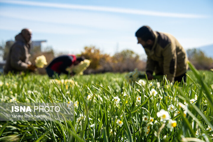 عکس آرشیوی است برداشت گل نرگس در سطح ۲۵ هکتار نرگسزار رستم
