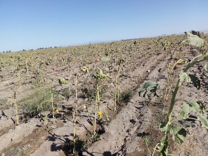تصویر آرشیوی است سرما افزون بر ۸۳ میلیارد ریال خسارت به کشاورزان شهرستان بمپور وارد کرد