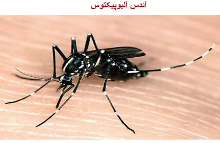 عکس تزیینی است. افزایش قابل توجه تب دنگی در کشور طی امسال