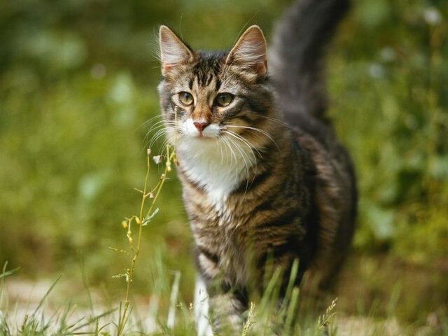 عکس تزئینی است تلف شدن ۲۰ گربهسان در یک سرپناه حیوانات در آمریکا