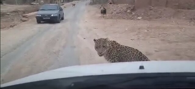 دوستی کارتونی با حیات وحش ممنوع