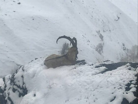 بررسی نشانه‌های طاعون نشخوارکنندگان کوچک در طالقان