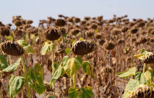 عکس: آسوشیتدپرس یک دهه گرمای مرگبار در جهان؛ ۲۰۲۴ گرمترین سال ثبت شده تاکنون