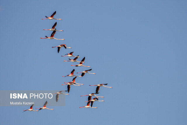 عکس تزئینی است دستگیری ۲ شکارچی پرندگان وحشی در قم