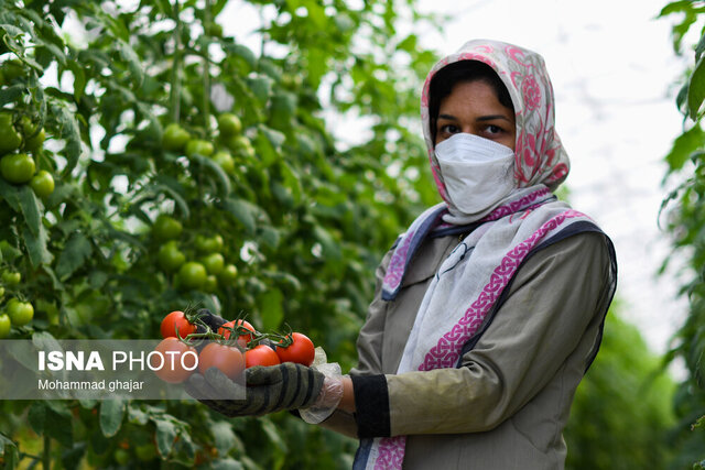 قیمت تاسیسات گلخانهای مانع توسعه گلخانهها/ ۴۱ هزار هکتار در سمنان بهرهمند از سیستم نوین آبیاری قیمت تاسیسات گلخانهای مانع توسعه گلخانهها/ ۴۱ هزار هکتار در سمنان بهرهمند از سیستم نوین آبیاری