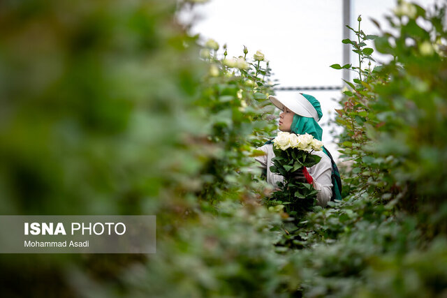 قیمت تاسیسات گلخانهای سد توسعه گلخانهها/ سیستمهای نوین آبیاری در ۴۱ هزار هکتار از اراضی سمنان