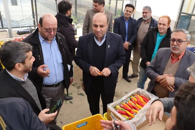 محصولات گلخانههای ورامین به خارج از کشور صادر میشود