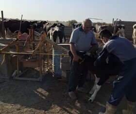 مایه‌کوبی ۹ هزار رأس دام سنگی علیه بیماری لمپی‌اسکین در دهلران