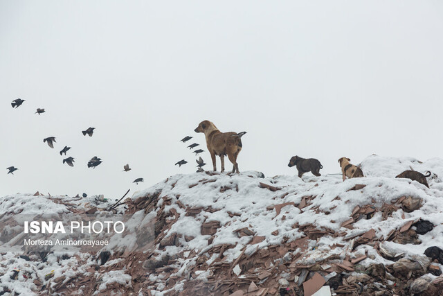عکس تزئینی است رفتار مسئولانه، کلید همزیستی ایمن در محیطزیست است