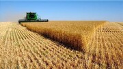 خرید تضمینی ۱۵۶۸ تن گندم از کشاورزان لرستانی