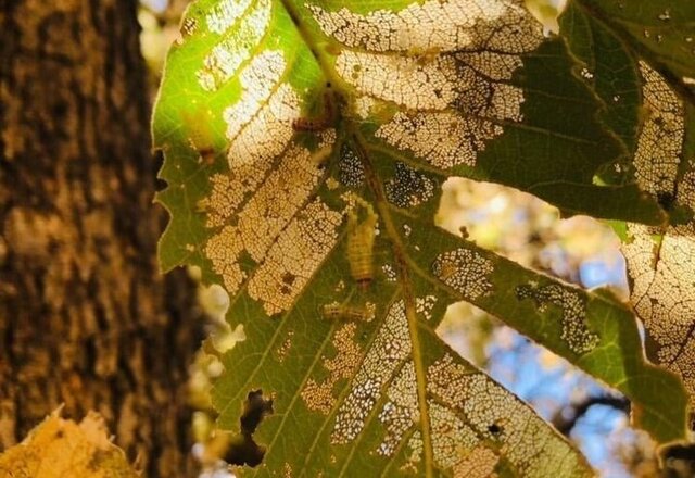 محلول پاشی در ۲۰۰۰ هکتار از عرصه‌های منابع‌طبیعی لرستان