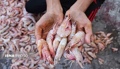 آغاز صید میگوی سفید در صیدگاههای خوزستان  آغاز صید میگوی سفید در صیدگاههای خوزستان 