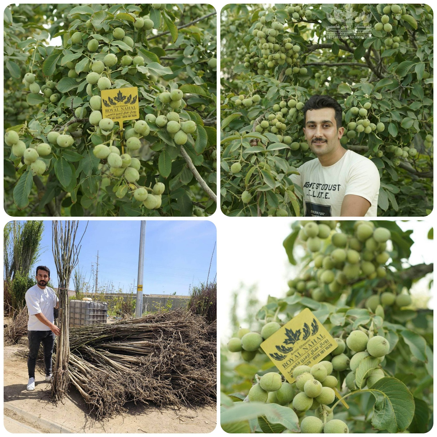 رویال نهال، تولیدکننده نهال گردو تیپ 7 در ایران