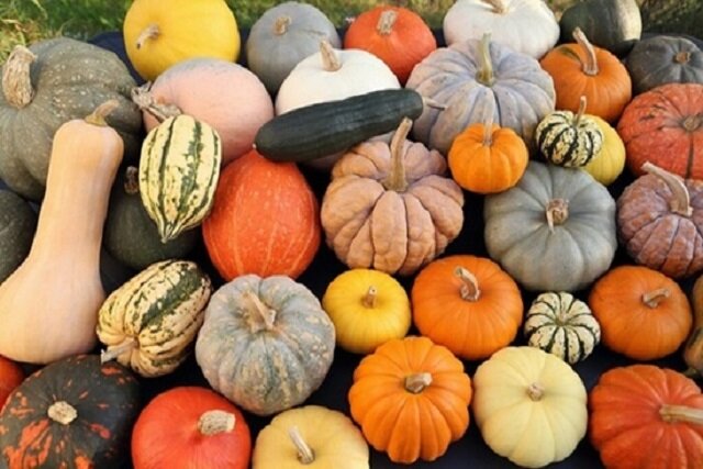 عکس تزیینی است. فواید باورنکردنی کدو حلوایی