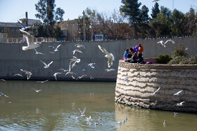 کاکایی ها مهمان زمستانی شیراز