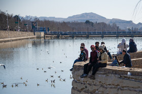 کاکایی ها مهمان زمستانی شیراز