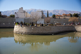 کاکایی ها مهمان زمستانی شیراز