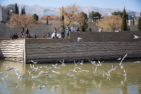 کاکایی ها مهمان زمستانی شیراز