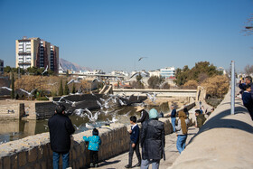 کاکایی ها مهمان زمستانی شیراز