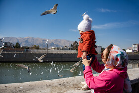 کاکایی ها مهمان زمستانی شیراز