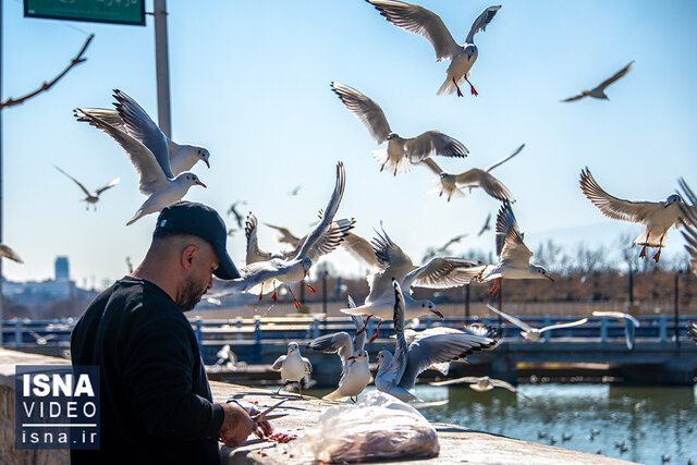 ویدیو/ کاکاییها میهمان زمستانی شیراز ویدیو/ کاکاییها میهمان زمستانی شیراز