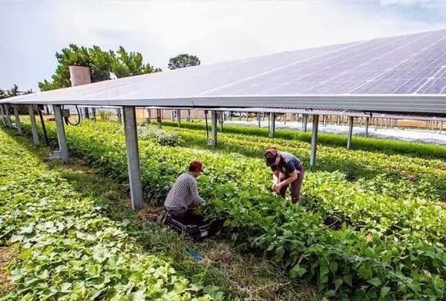 آموزش گروهی کشاورزی؛ مسیری برای توانمندسازی مددجویان ندامتگاه‌ها