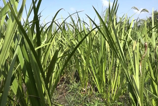 کاندیدای نویدبخش برای درمان بیماری آلزایمر با داروی گیاهی ایرانساخت کاندیدای نویدبخش برای درمان بیماری آلزایمر با داروی گیاهی ایرانساخت