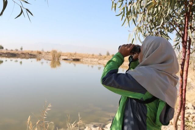 آغاز سرشماری نیمه زمستانه پرندگان آبچر و کنار آبچر در استان فارس