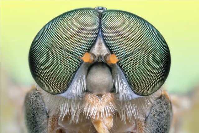 عینک هوشمند جدیدی برای بازیابی بینایی با الهام از چشم مگسها عینک هوشمند جدیدی برای بازیابی بینایی با الهام از چشم مگسها