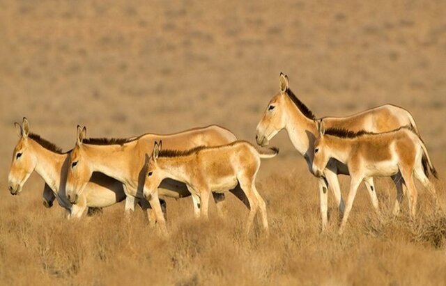 ۳۱ گونه مهرهدار حیات وحش فارس در معرض تهدید هستند/ گور ایرانی در آستانه انقراض است ۳۱ گونه مهرهدار حیات وحش فارس در معرض تهدید هستند/ گور ایرانی در آستانه انقراض است