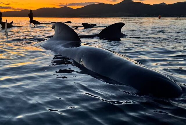 عکس: پروژه «جونا» مرگ ۳ نهنگ به گِلنشسته در سواحل نیوزیلند