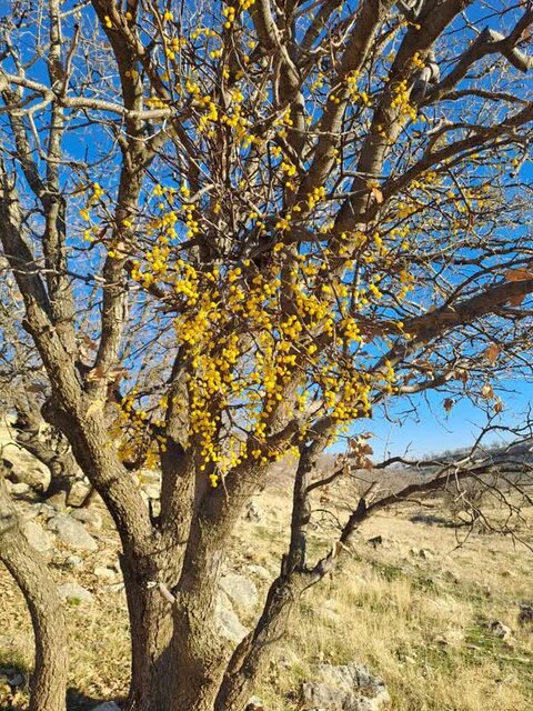 لورانتوس آفت جنگلهای بلوط ایلام و راهکارهای مقابله با آن