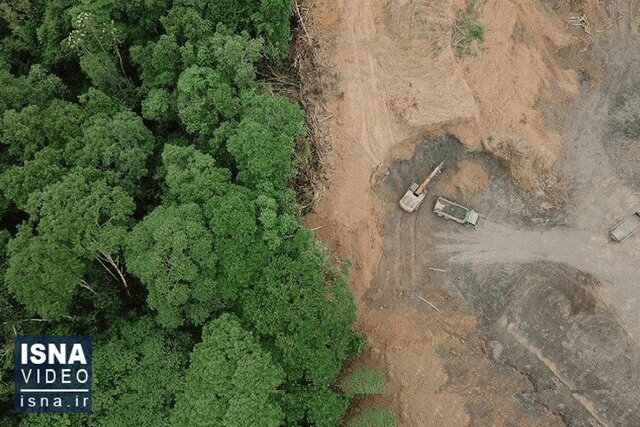 ویدیو/ خنجر به قلب جنگلهای هیرکانی ویدیو/ خنجر به قلب جنگلهای هیرکانی