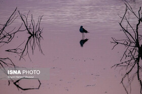 سواحل جنوب سیستان و بلوچستان مقصد ۵۰ نوع پرنده مهاجر