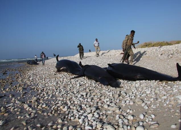 عکس: رویترز کشف لاشه بیش از ۱۰۰ دلفین در سواحل سومالی