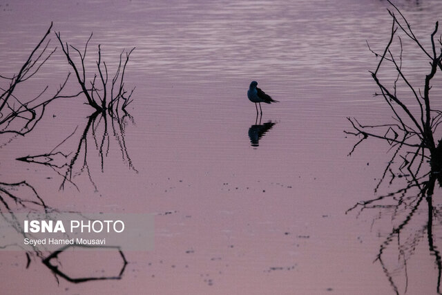 سواحل جنوب سیستان و بلوچستان مقصد ۵۰ نوع پرنده مهاجر