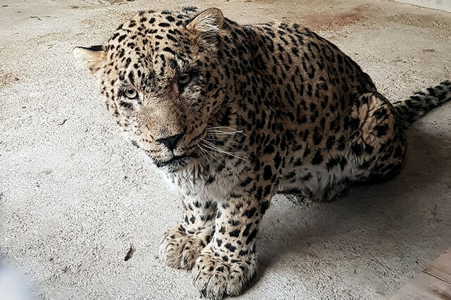 عکس تزئینی است از ۵۰ سال پیش در ارتفاعات گلین گیلانغرب وجود پلنگ ثبت نشده است