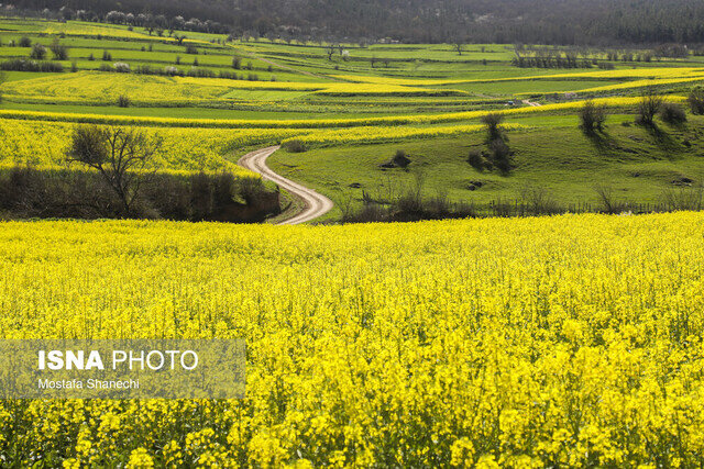 افزایش ۱۰۰ درصدی سطح زیر کشت کلزا در قم/ سیاستهای حمایتی راهی برای توسعه کشت دانههای روغنی است افزایش ۱۰۰ درصدی سطح زیر کشت کلزا در قم/ سیاستهای حمایتی راهی برای توسعه کشت دانههای روغنی است