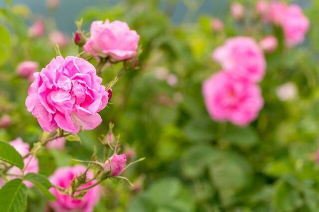 کارآمدی یک پژوهش زیستفناوری در ارتقای بهرهوری گل محمدی کارآمدی یک پژوهش زیستفناوری در ارتقای بهرهوری گل محمدی