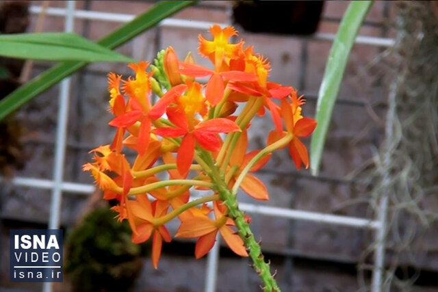 ویدیو/ شکوفایی رنگها در ششمین جشنواره ملی گل ارکیده ویدیو/ شکوفایی رنگها در ششمین جشنواره ملی گل ارکیده