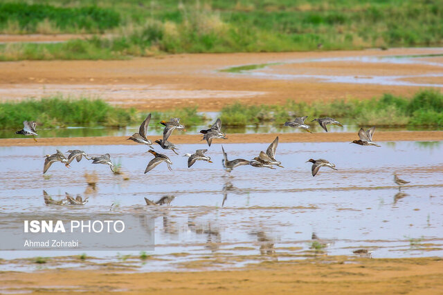 تصویر تزیینی است یک شکارچی متخلف در تالاب مره دستگیر شد