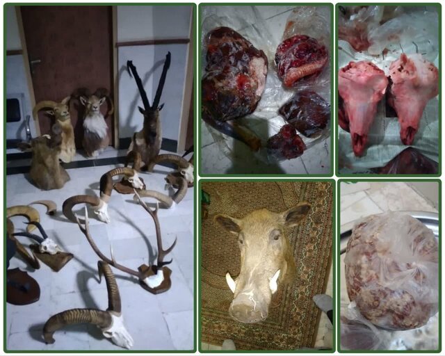 آثار کشف شده از شکارچیان سمنان کشف گوشت و آثاری از ۵ گونه جانوری از منزل شکارچیان سمنانی