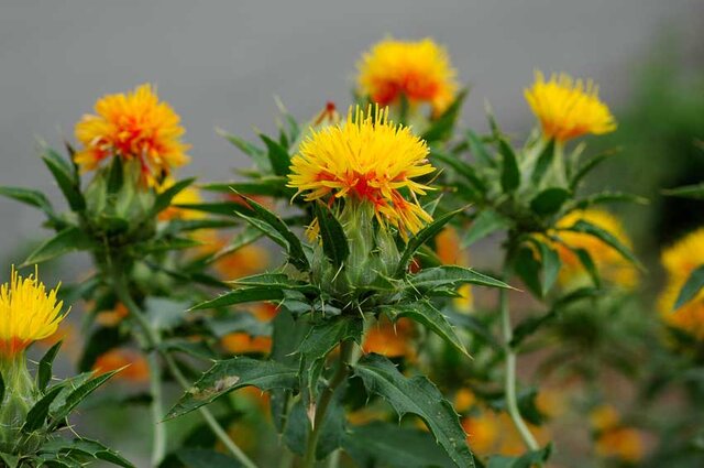 دانه‌های روغنی؛ گام به گام به سوی خودکفایی