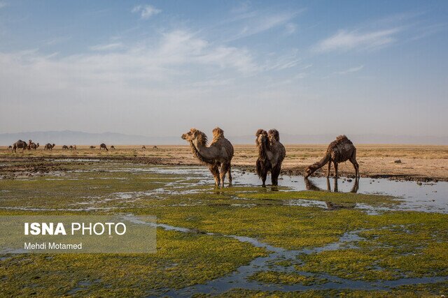 تیر خلاص به تالاب صالحیه و اللهآباد